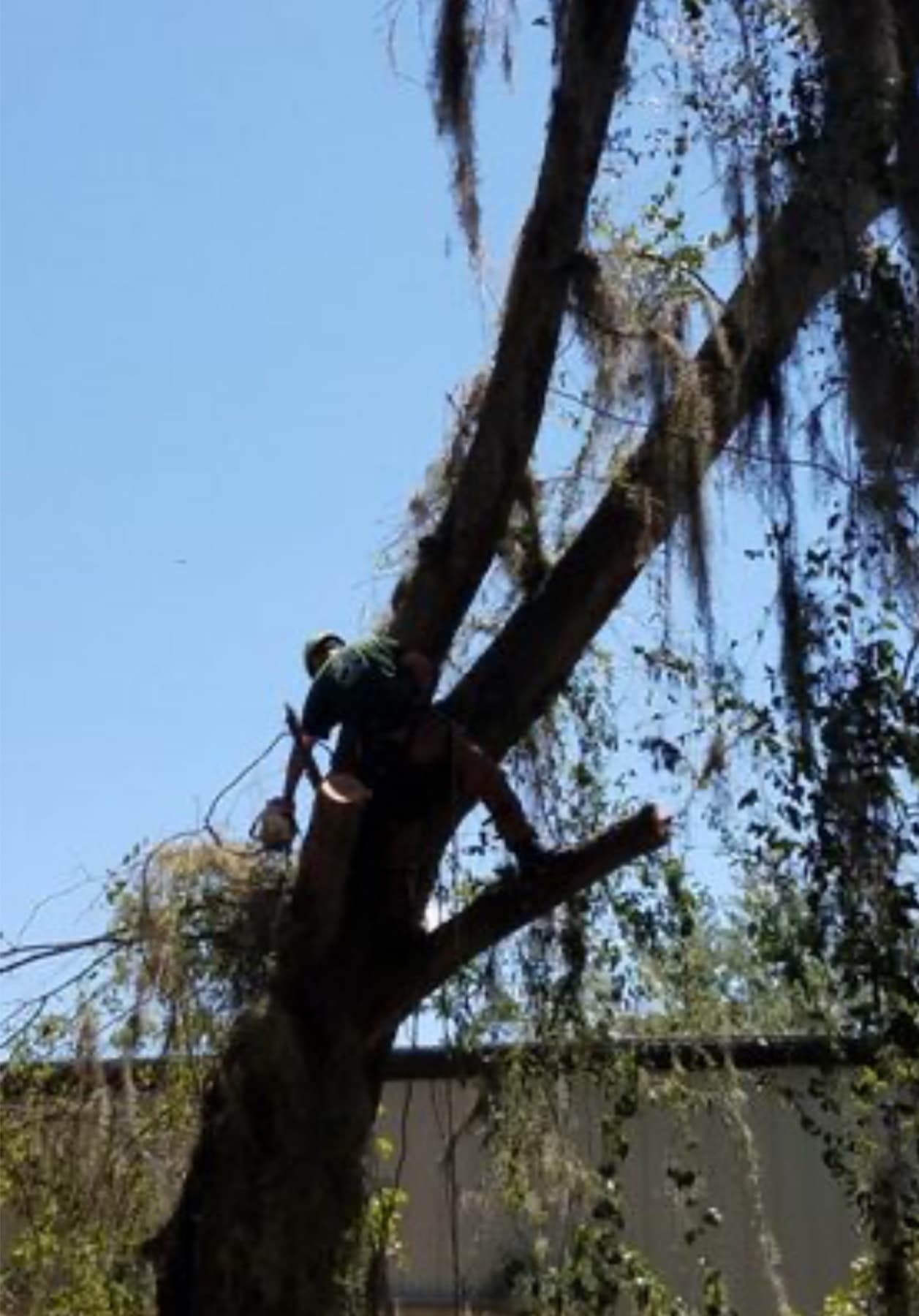 Felling a pine in Columbia County, Florida