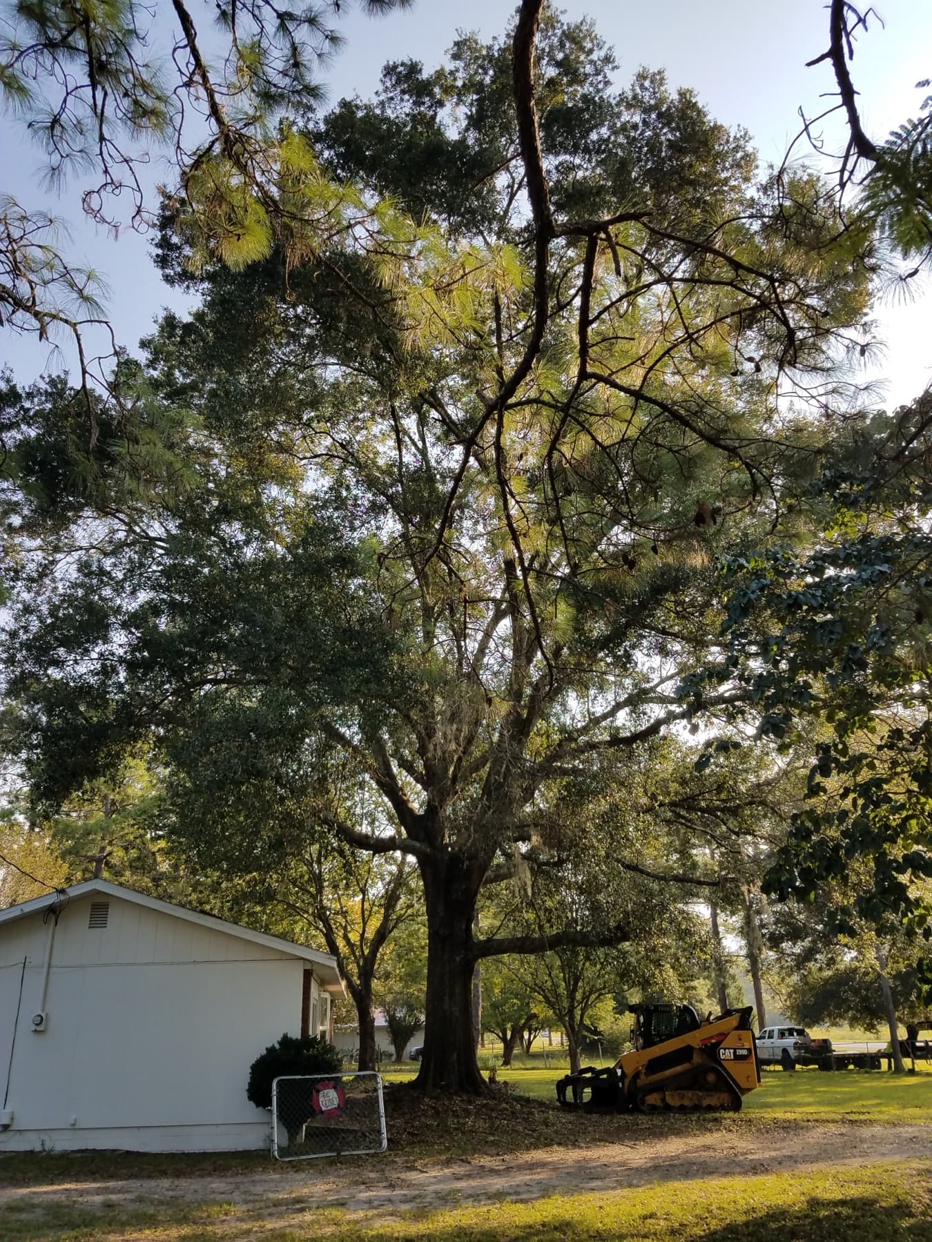 Under the canopy