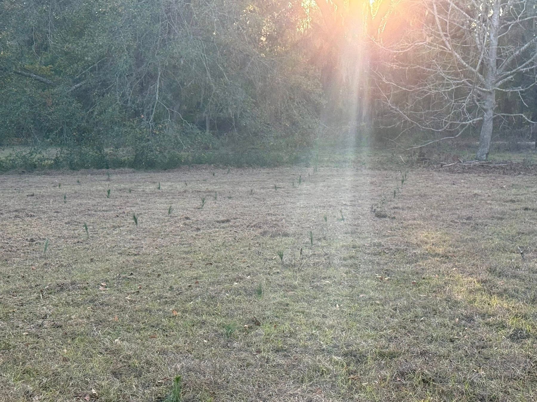 Seedlings at golden hour