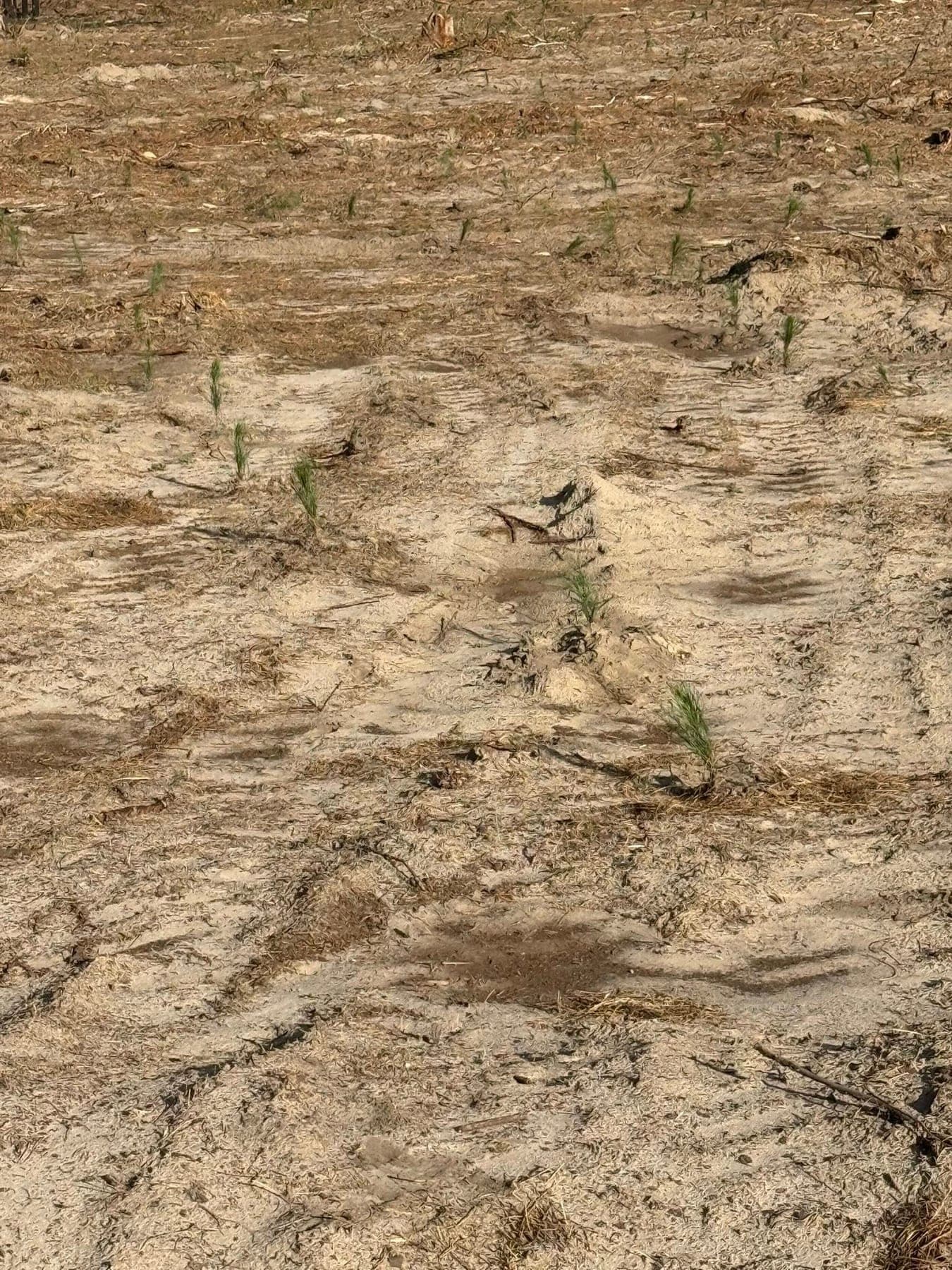 Pine seedlings taking root