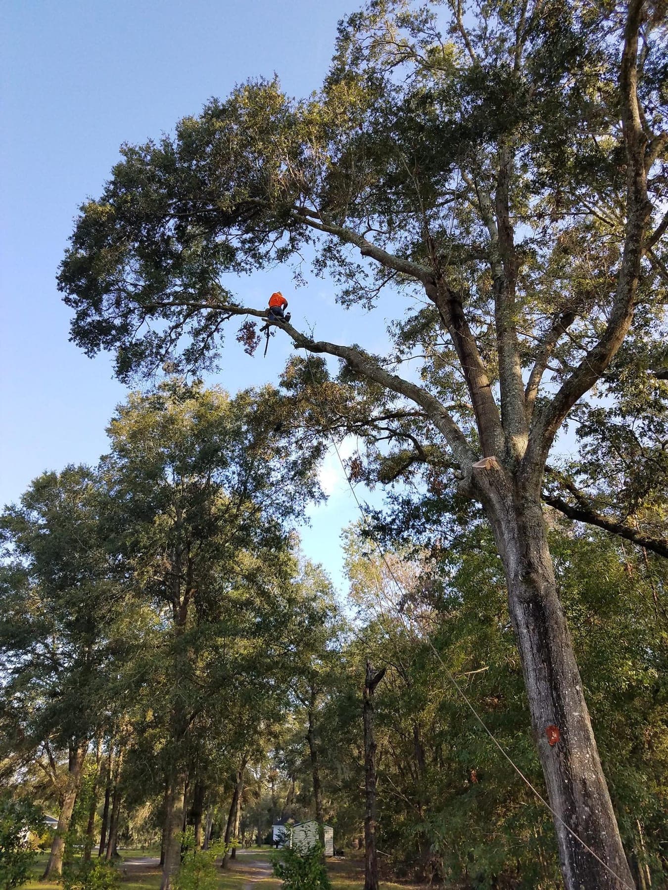 Up in the oak